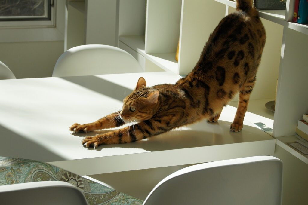 cat, stretching, pet
